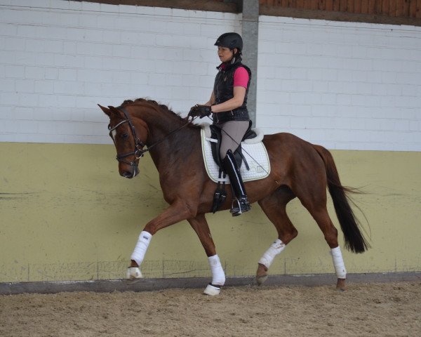 dressage horse Shirley (Hanoverian, 2010, from Sir Donnerhall I)