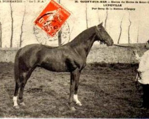 stallion Luneville xx (Thoroughbred, 1896, from Florestan xx)