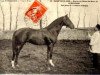 stallion Luneville xx (Thoroughbred, 1896, from Florestan xx)