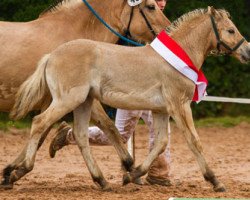 stallion Djure (Fjord Horse, 2013, from Dylan)