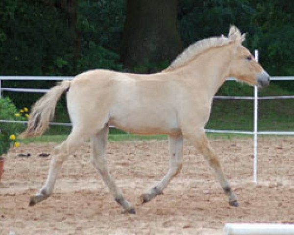 horse D'Johny (Fjord Horse, 2011, from Dexter)