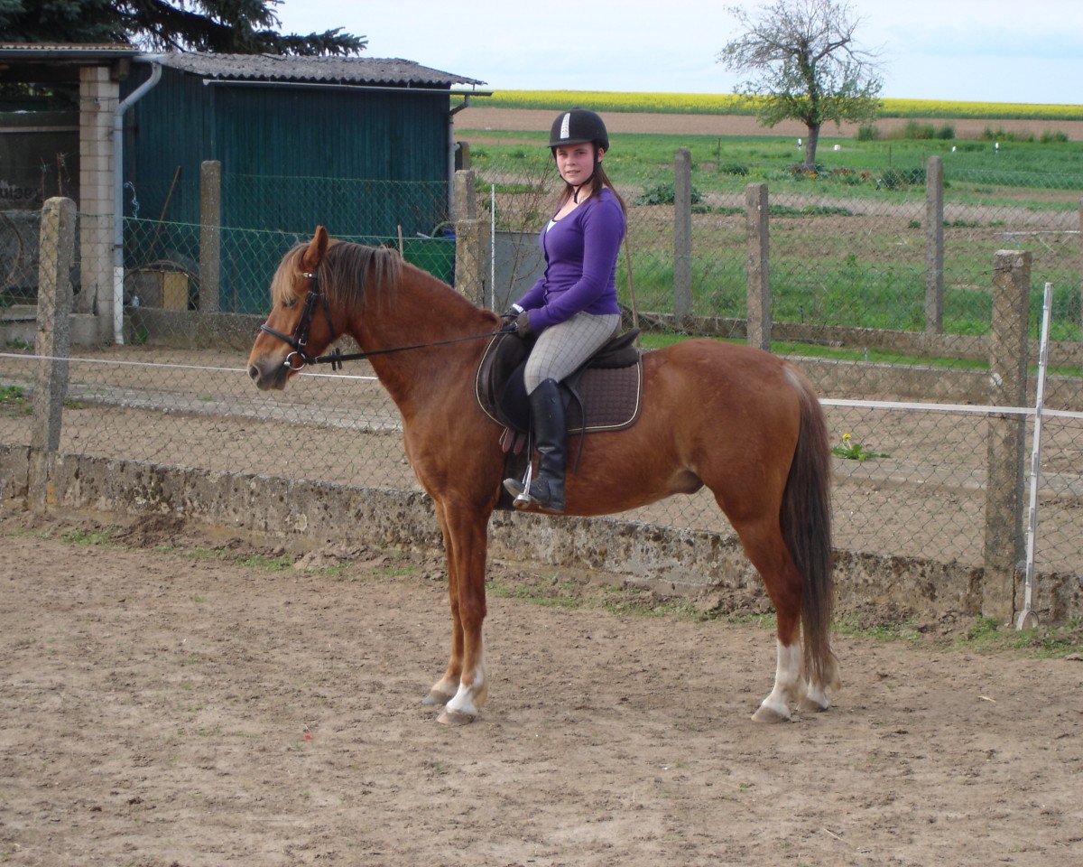 dressage horse Regenborn's Caruso (Welsh-Pony (Section B), 2003, from Claus)