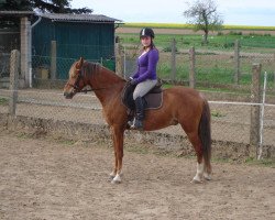 horse Regenborn's Caruso (Welsh-Pony (Section B), 2003, from Claus)