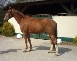 jumper Fair Play 187 (Hanoverian, 2010, from For Keeps)