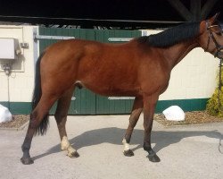 horse Rasputin (Hanoverian, 2010, from Royal Z I)