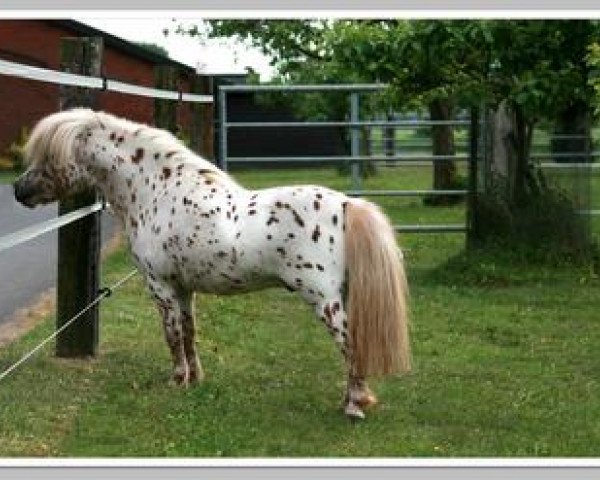 stallion Koen van de Bloemenstraat (Nederlands Appaloosa Pony, 2003, from Wantsley Sparks)