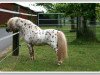 Deckhengst Koen van de Bloemenstraat (Nederlands Appaloosa Pony, 2003, von Wantsley Sparks)