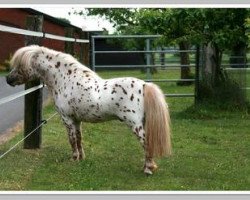 Deckhengst Koen van de Bloemenstraat (Nederlands Appaloosa Pony, 2003, von Wantsley Sparks)