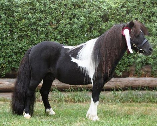 stallion Ziemar v.d. Meerdijk (Dutch Pony, 2006, from Morjoy Nickel)