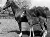 Zuchtstute Downland Santolina (Welsh Pony (Sek.B), 1970, von Downland Chevalier)