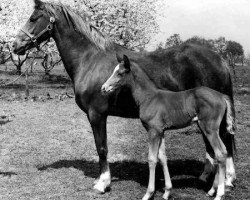 broodmare Downland Santolina (Welsh-Pony (Section B), 1970, from Downland Chevalier)