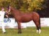 broodmare Daisy (German Riding Pony, 1988, from Durello)