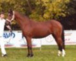 broodmare Daisy (German Riding Pony, 1988, from Durello)