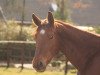 broodmare Bea (Hanoverian, 2010, from Bergkristall)