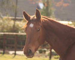 Pferd Bea (Hannoveraner, 2010, von Bergkristall)