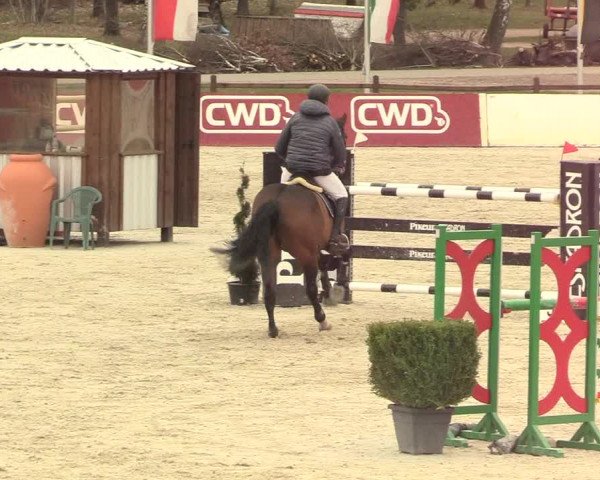 Reitturnier Westergellersen 2021