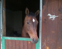 broodmare Bluetenfee (Trakehner, 1998, from Tanzmeister I)