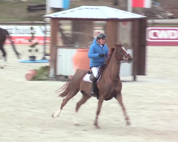 Reitturnier Westergellersen 2021