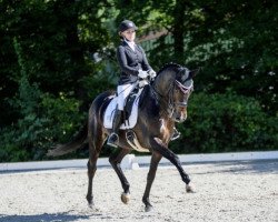 dressage horse San Marino (Westphalian, 2008, from San Amour I)