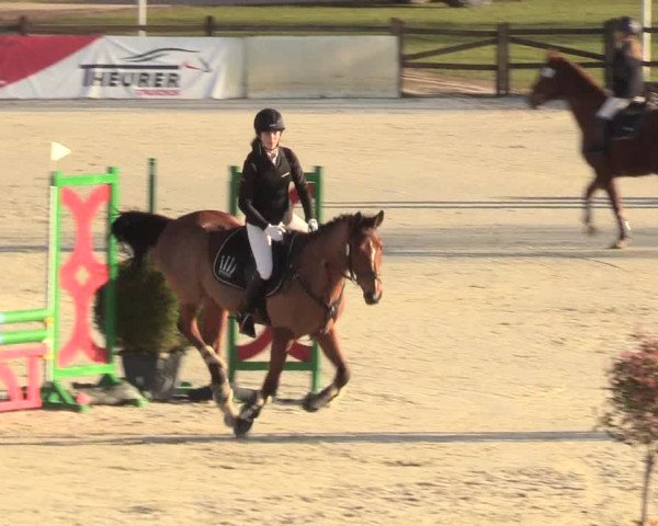 Reitturnier Westergellersen 2021
