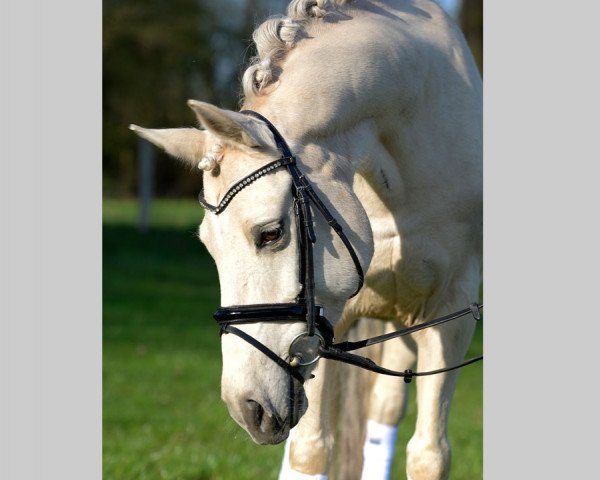 broodmare Desert Pearl (German Riding Pony, 2005, from HET Golden Dream)