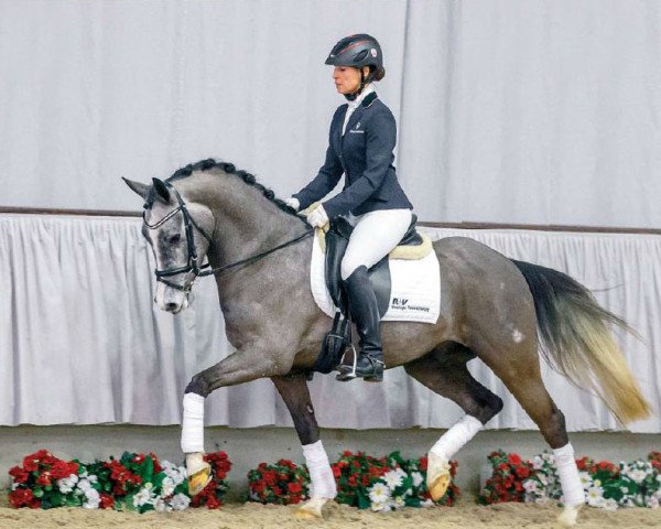 dressage horse Grey Pepper 4 (German Riding Pony, 2011, from HET Golden Dream)