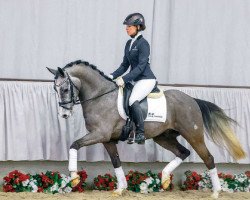 Dressurpferd Grey Pepper 4 (Deutsches Reitpony, 2011, von HET Golden Dream)