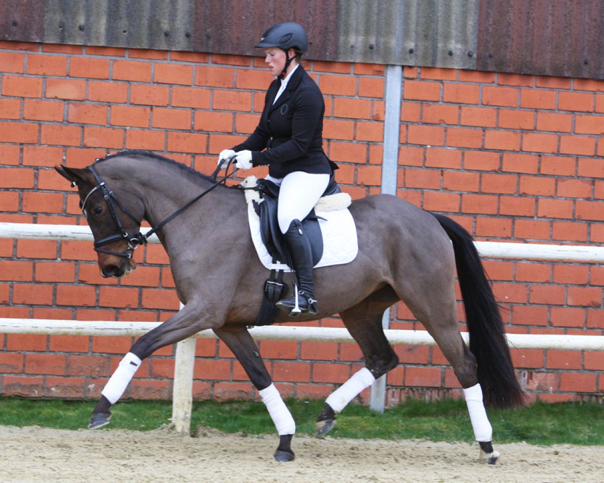 broodmare Dancing in the dark W (German Riding Pony, 2011, from Dance Star AT NRW)