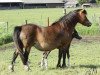 broodmare Vechtzicht's Heather (Welsh mountain pony (SEK.A), 1993, from Vechtzicht's Harmony)