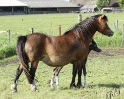 broodmare Vechtzicht's Heather (Welsh mountain pony (SEK.A), 1993, from Vechtzicht's Harmony)