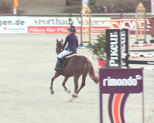 Reitturnier Westergellersen 2021