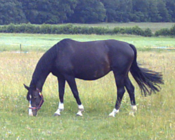 broodmare Shalimar (Hanoverian, 1998, from Sherlock Holmes)