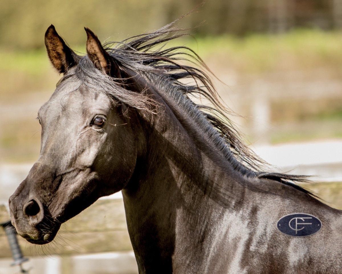 broodmare Mudhessa ox (Arabian purebred, 2003, from Esstashan ox)