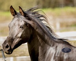 broodmare Mudhessa ox (Arabian thoroughbred, 2003, from Esstashan ox)