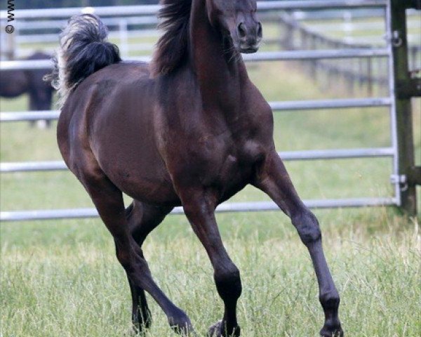 stallion GR Shahin (Arabian thoroughbred, 2014, from Maheeb ox)