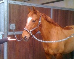 broodmare Grasmuecke (German Warmblood, 1995, from Ganelun)