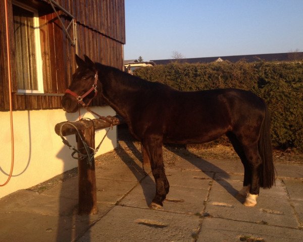 dressage horse Wicky (Sachs-door. Heavy Warmbl., 2004, from Enzio)