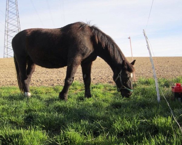 broodmare Wanni (unknown, 1986, from Edino)