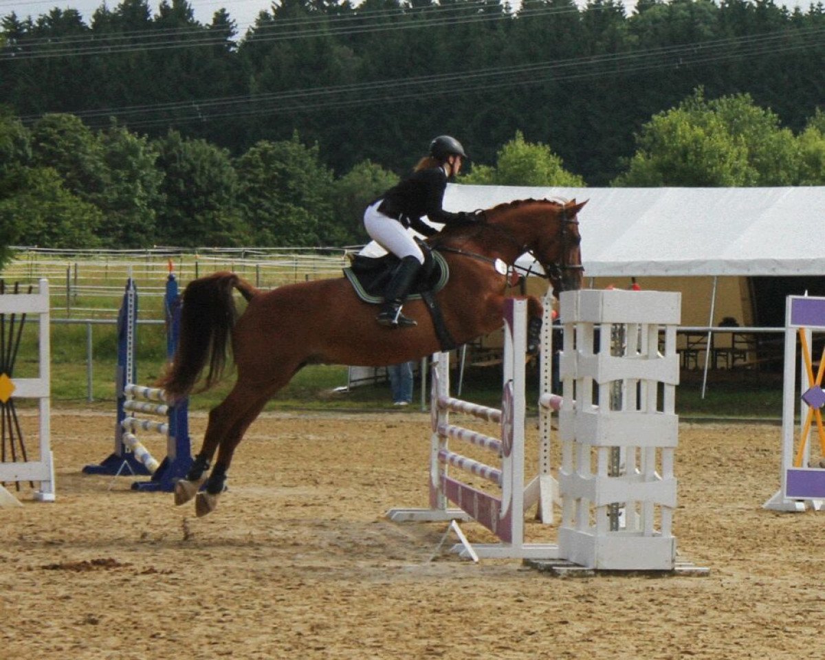 jumper Mickey H (KWPN (Royal Dutch Sporthorse), 1994, from Galant)