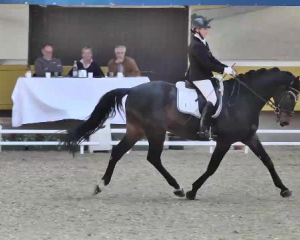 dressage horse Artus avec Charme (Holsteiner, 2010, from Aragorn W)