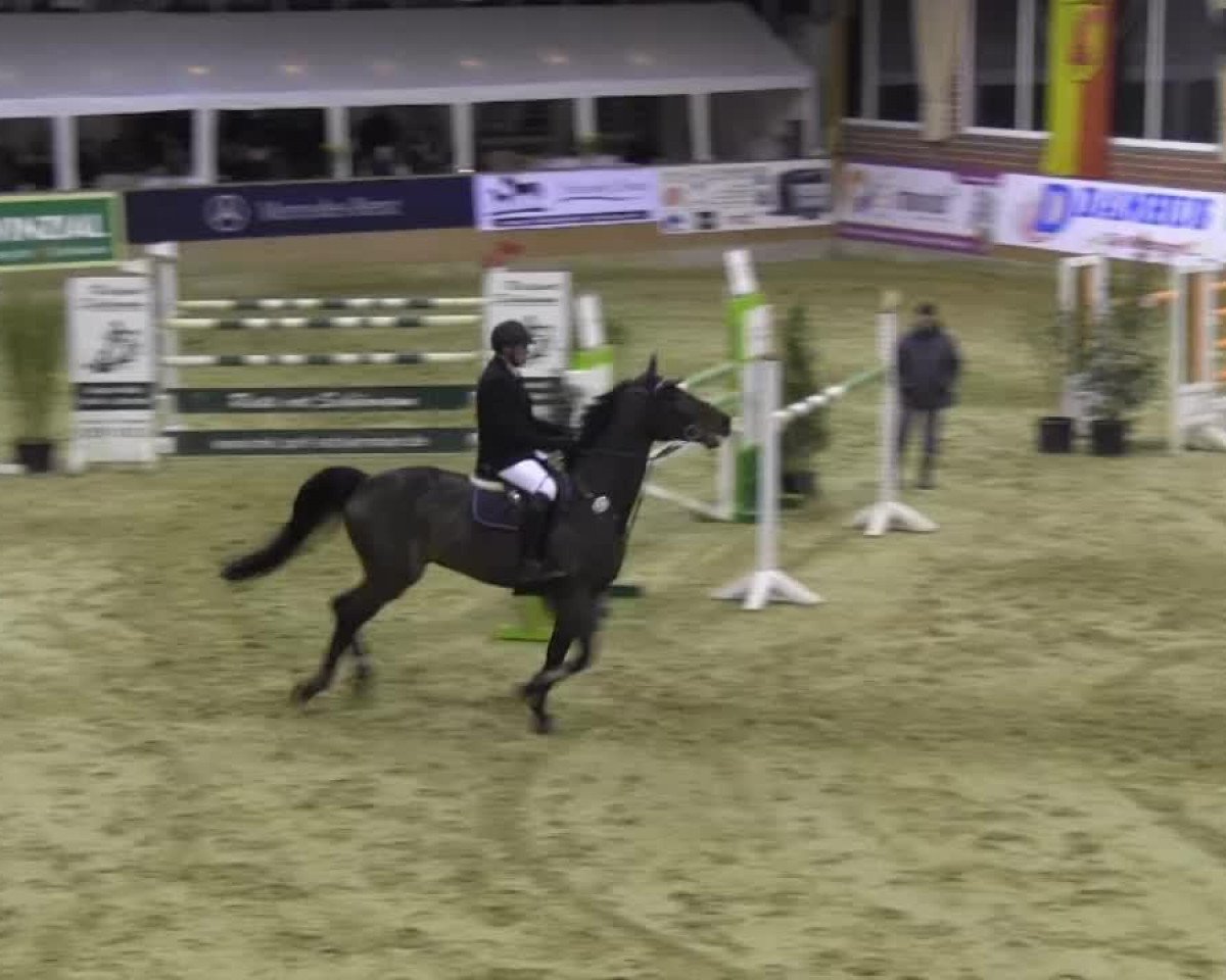 Springpferd Con Narcos (KWPN (Niederländisches Warmblut), 2005, von Contendro II)