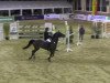 jumper Con Narcos (KWPN (Royal Dutch Sporthorse), 2005, from Contendro II)