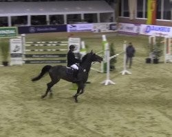 jumper Con Narcos (KWPN (Royal Dutch Sporthorse), 2005, from Contendro II)