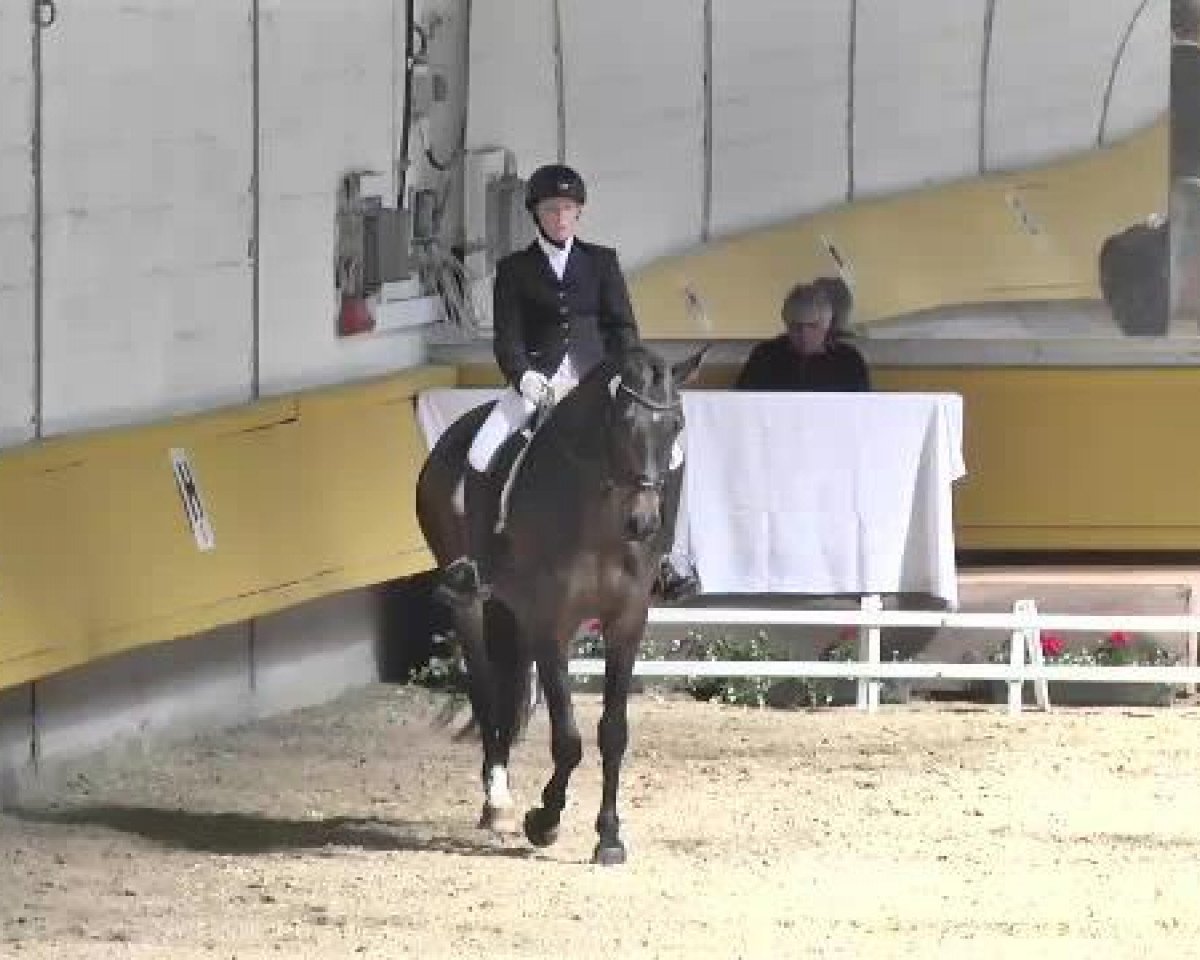 Dressurpferd Falco 373 (Bayer, 2010, von For Romadour)