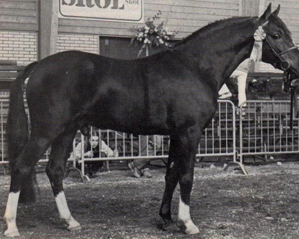 stallion Oosthoek's Sportsman (New Forest Pony, 1977, from Burton Honey's Sportsman)