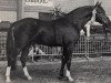 Deckhengst Oosthoek's Sportsman (New-Forest-Pony, 1977, von Burton Honey's Sportsman)