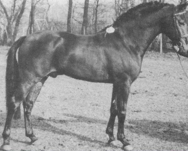 stallion Winsome's Diogenes (New Forest Pony, 1979, from Oosterbroek Sergio)