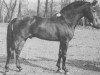 stallion Winsome's Diogenes (New Forest Pony, 1979, from Oosterbroek Sergio)