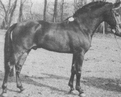 Deckhengst Winsome's Diogenes (New-Forest-Pony, 1979, von Oosterbroek Sergio)