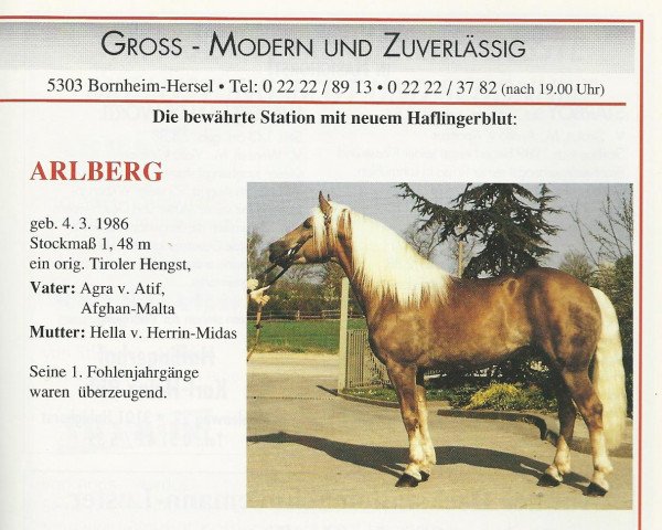 Deckhengst Arlberg (Haflinger, 1986, von 1397 Agra)
